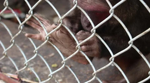 Monkey in the cage of iron Stock Footage 47457450