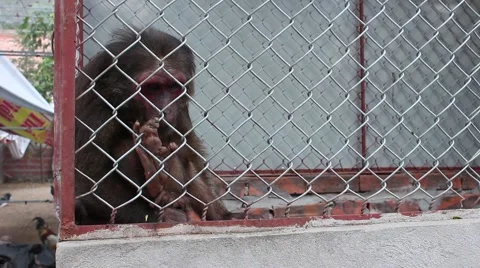 Monkey in the cage of iron Stock Footage 47457482