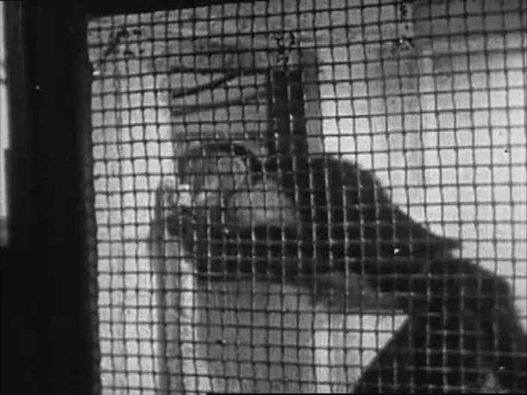 A monkey in a cage, in a laboratory, participates in a brightness Stock Footage 75189995