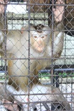 Monkey in a cage Stock Photos