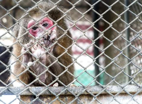 Monkey in cage Stock Photos