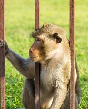 Monkey  in the cage Stock Photos
