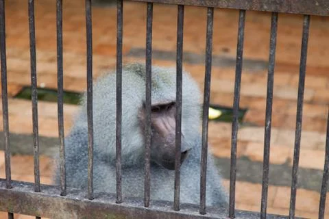 Monkey in a cage Stock Photos