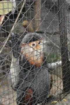 Monkey in the cage 库存照片