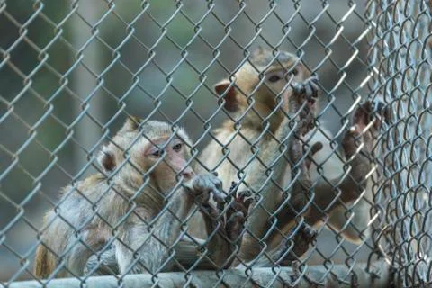 Monkey in cage Stock Photos