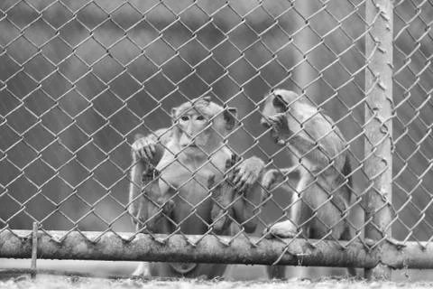 Monkey in cage Stock Photos