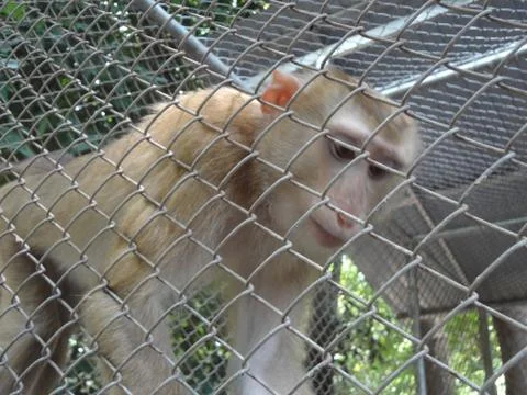 Monkey in the cage Stock Photos