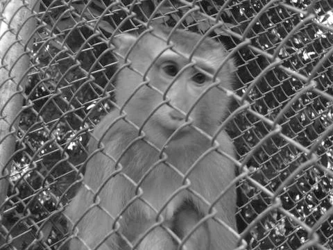 Monkey in the cage Stock Photos