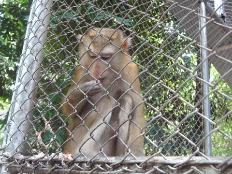 Monkey in the cage Stock Photos