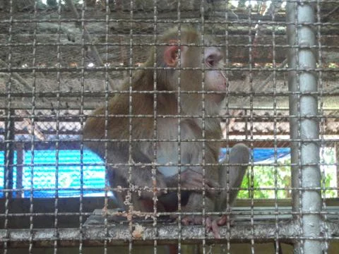 Monkey in the cage Stock Photos