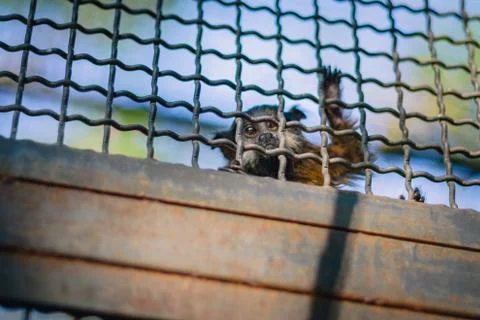 Monkey in a cage Stock Photos