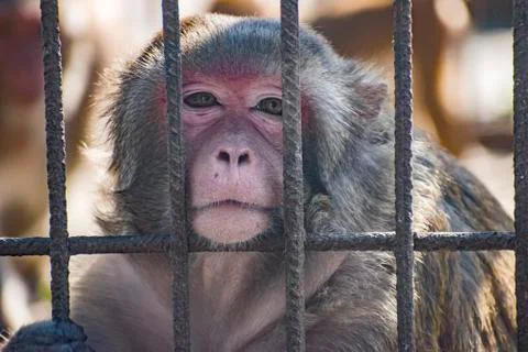 The monkey is in a cage. Stock Photos