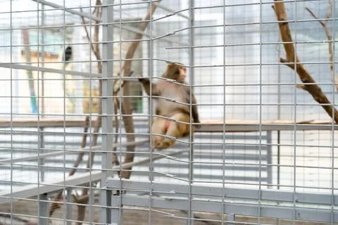 The monkey is in a cage Stock Photos