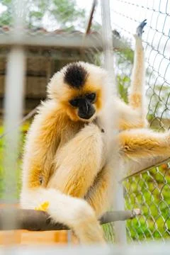 A monkey in a cage. Foto stock