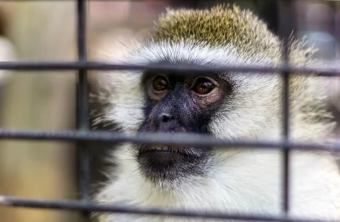 Monkey in a cage at the Zoo, close-up, monkey looks through the cage,Russia Stock Photos