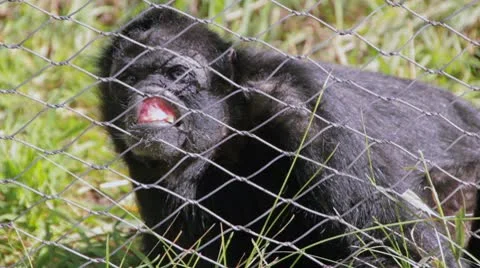 Monkey in cage at zoo Stock Footage 10590031