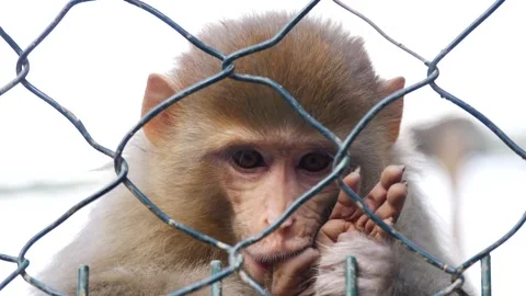 Monkey in a cage in a zoo  Stock Footage 297653094