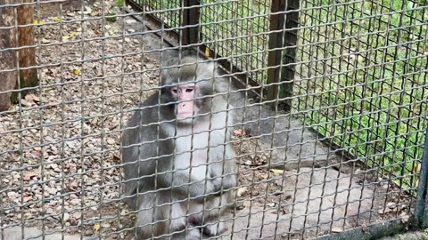 A monkey in a cage at the zoo 库存影片 329091504