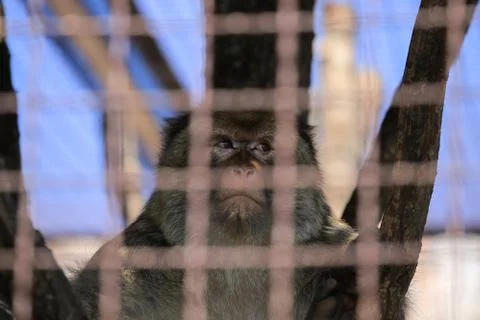 Monkey in a cage at the zoo Foto stock