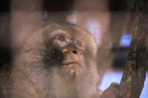 Monkey in a cage at the zoo Foto stock