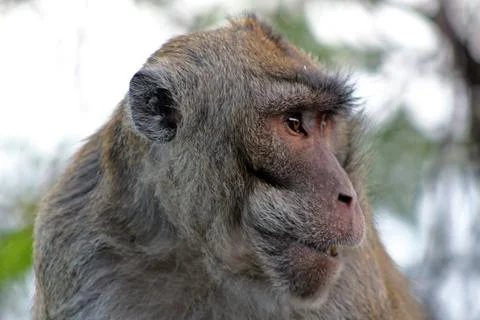 A monkey called the crab-eating macaque (Macaca fascicularis) Stock Photos