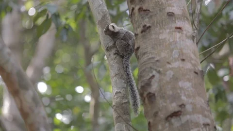 Monkey (Callithrix jacchus) jumping from tree to tree 스톡 동영상 109206023