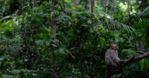 A Monkey is Calmly Resting on a Branch Surrounded by a Lush Tropical Forest Area Stock Photos