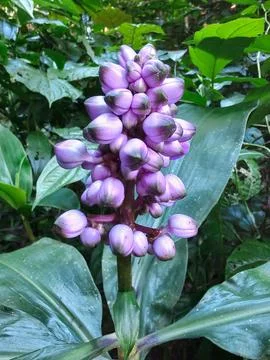 Monkey Cane Flower Banner Stock Photos