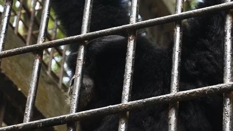 Monkey in a captivity cage. Orangutan behind bars in cage. Close-up view Stock Footage 197428964
