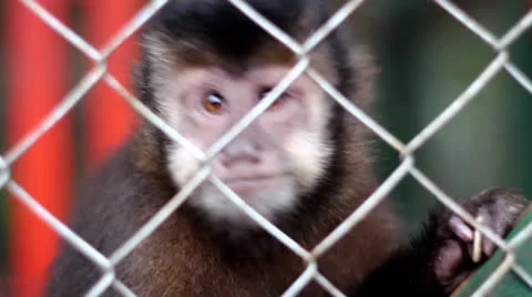 Monkey Capuchin 9553 Stock Footage 26146036