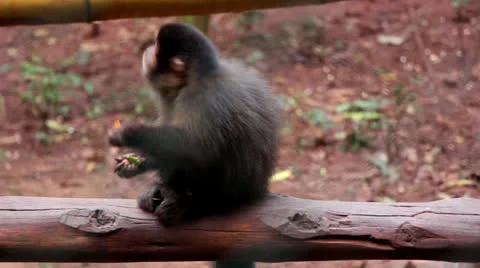 Monkey Capuchin 9920 Stock Footage 26144333