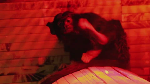 Monkey Capuchin Stock Footage 42422518