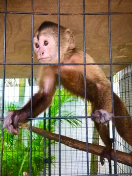 Monkey capuchinno Stock Photos