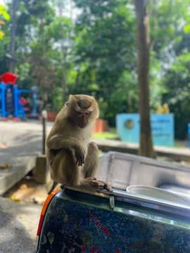 Monkey On the Car Stock Photos