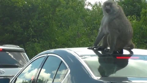 Monkey on a car roof Stock Footage 90712280