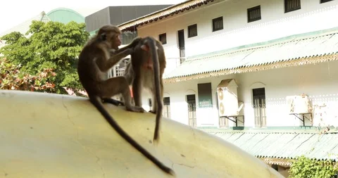 Monkey Care Stock Footage 86665476