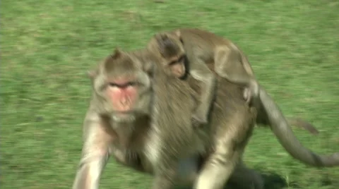 Monkey Carries Young Video stock 65968117