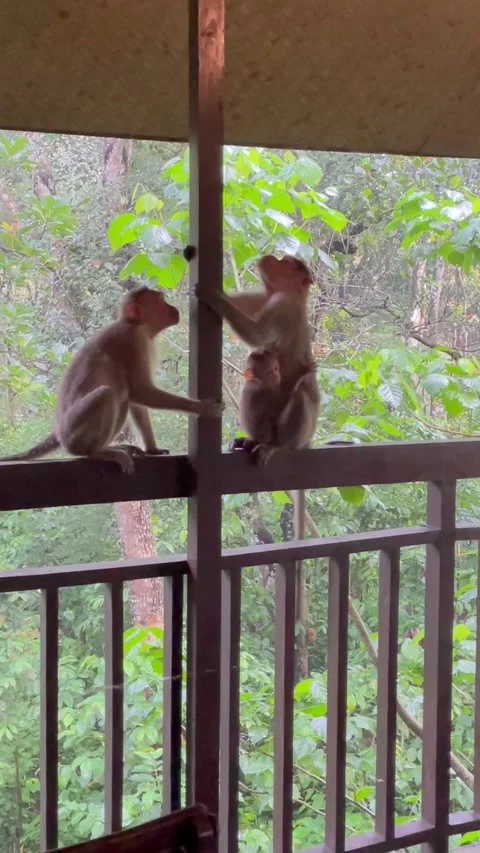 Monkey carrying a baby walking in the railing of the balcony in a tree hous.. Stock Footage 338167200