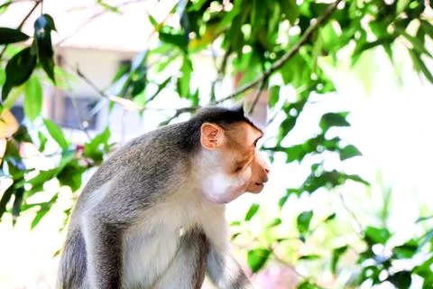Monkey casually posing atop a vehicle in a vibrant animal portrait. Stock Photos