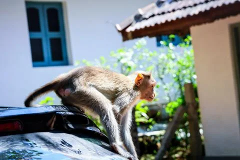 Monkey casually posing atop a vehicle in a vibrant animal portrait. Stock Photos