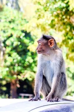 Monkey casually posing atop a vehicle in a vibrant animal portrait. Stock Photos
