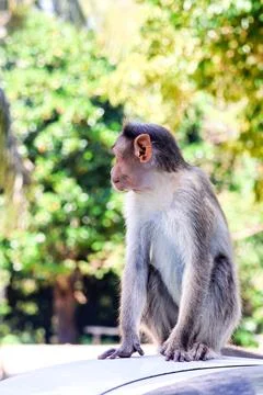 Monkey casually posing atop a vehicle in a vibrant animal portrait. Stock Photos