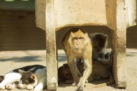 Monkey with cat Stock Photos