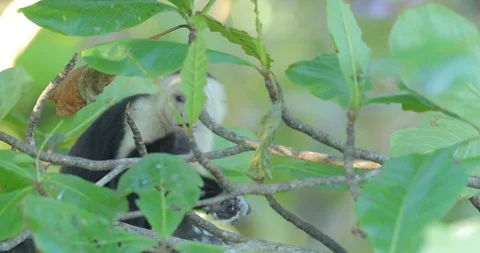 Monkey catch bird, dove eating. White-headed Capuchin sitting on the branch Stock Footage 86878563
