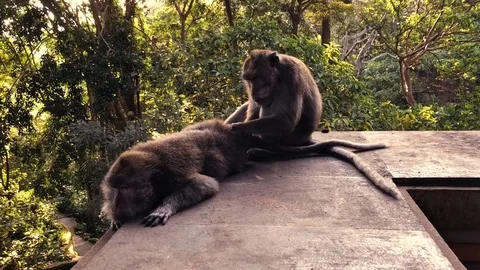 Monkey catches fleas from his partner Stock Footage 99940108