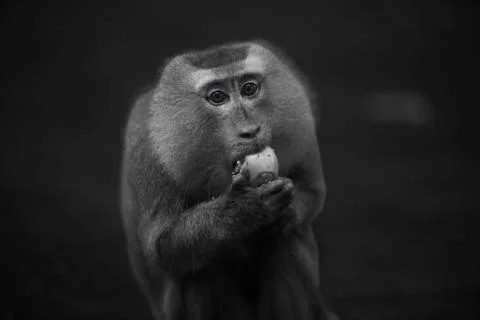 A monkey caught in the act Stock Photos