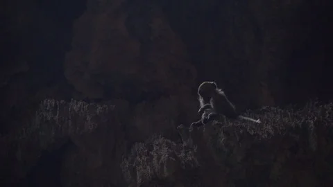 Monkey in the cave Stock Footage 111278020