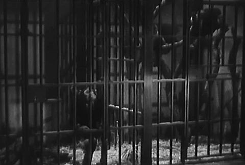 Monkey in cell trying to slip out from behind bars, 1950s Stock Footage 95346958