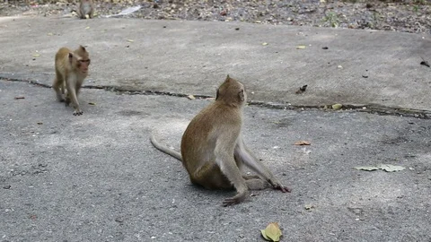 Monkey on the cement road Stock Footage 101050702