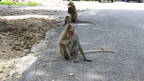 Monkey on the cement road Stock Footage 101050710